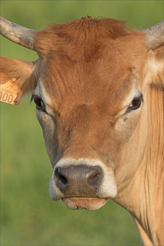 MS 050518 52 vache