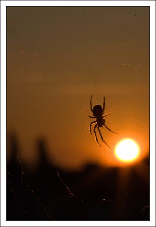 araignee_soleil_balcon_220510