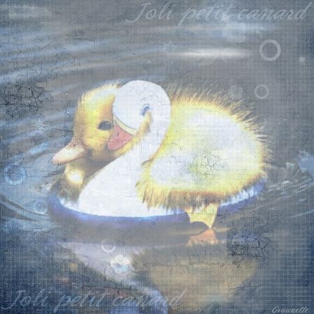 joli_petit_canard