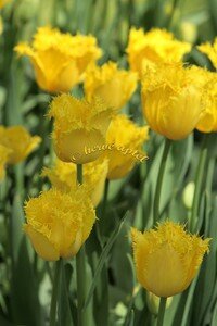 IMG_2490copie2