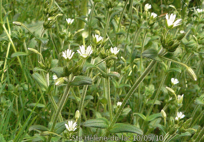 Cerastium fontanum