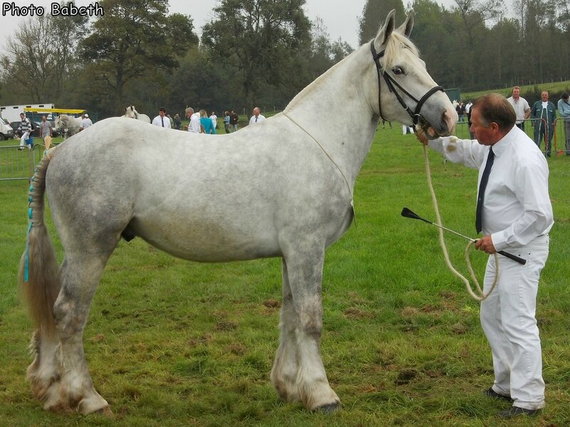 Cesar 52 - Concours des Etalons - Samer (62) - 27/09/2014 - 12e (2 ans)