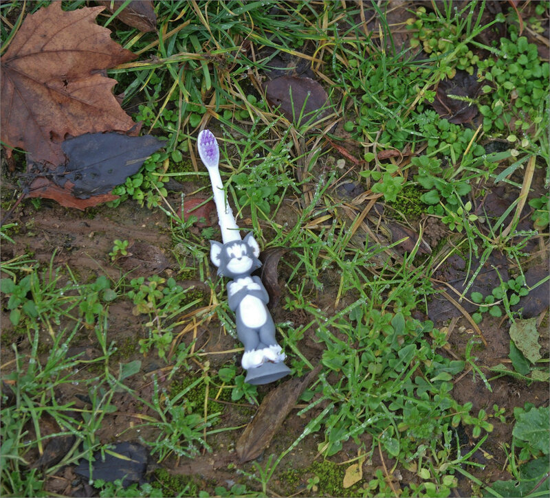 villle brosse à dents chat pelouse 090119