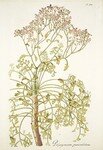 Pelargonium_paniculatum