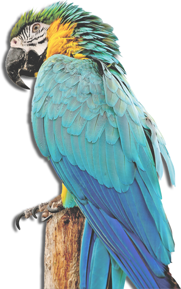 perroquet (1)