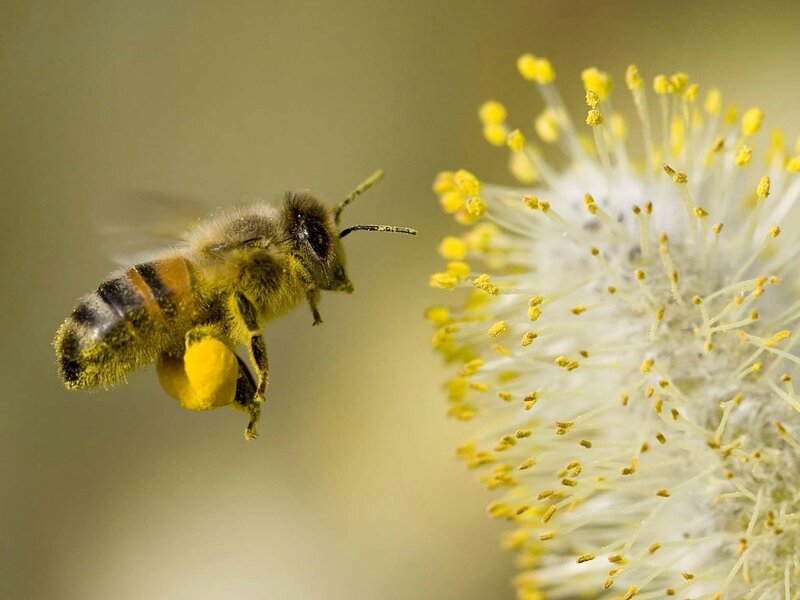 pollen de saule