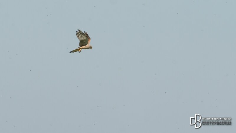 Faucon Crécerelle (Falco tinnunculus)