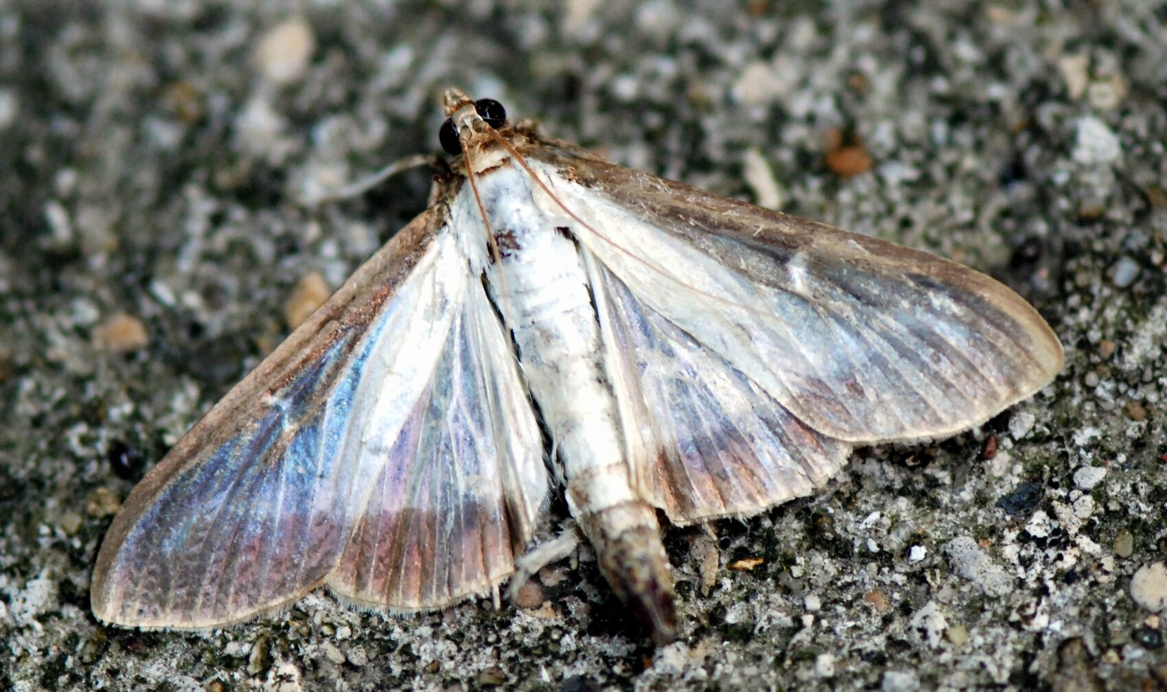 La Pyrale du buis (Cydalima perspectalis)
