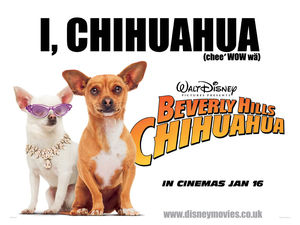 chihuahua_gb_01