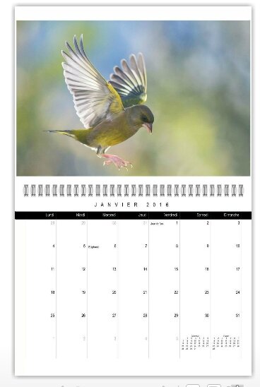 calendrier-oiseau-1