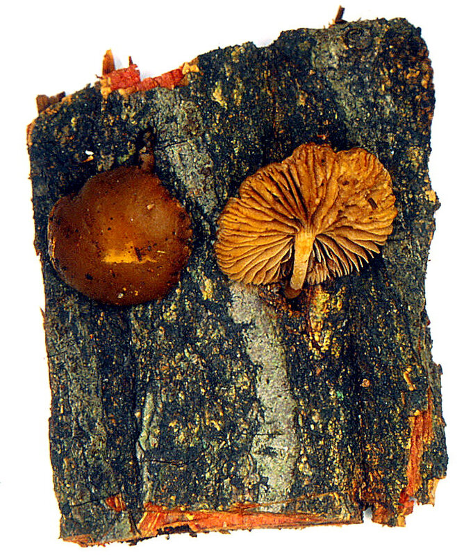 Ramicola centunculus 2000 0612