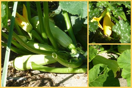 courgettes