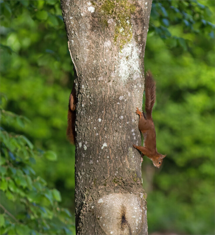 écureuils arbre matin 260418 4