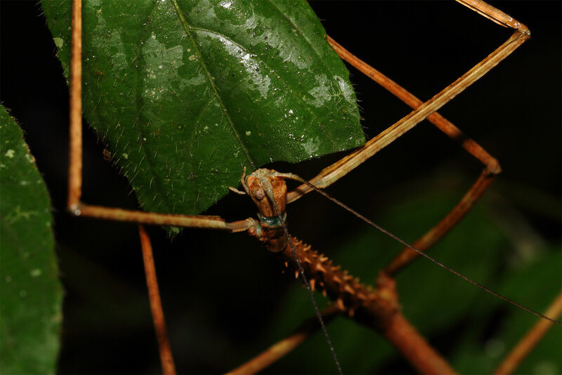 Phanocloidea muricata (femelle adulte)