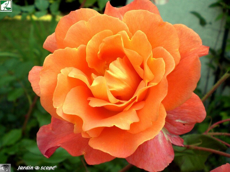 L'éclatante fleur de 'Westerland' !