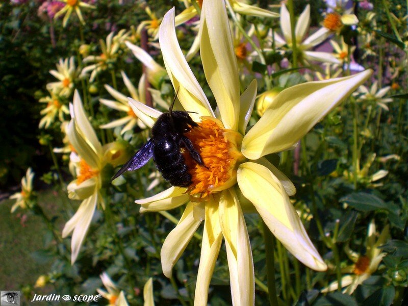 Dahlia et abeille Xylocopa