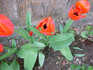 tulipes2