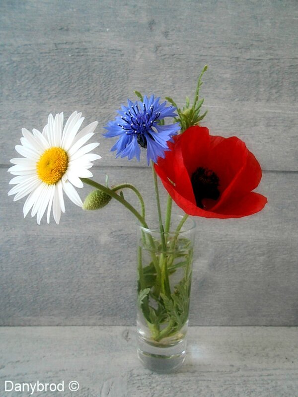 bleuet marguerite coquelicot1