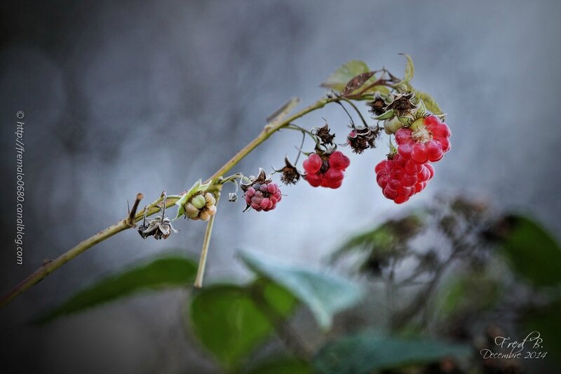 Rubus idaeus