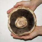 600px_Giant_mushroom_underside
