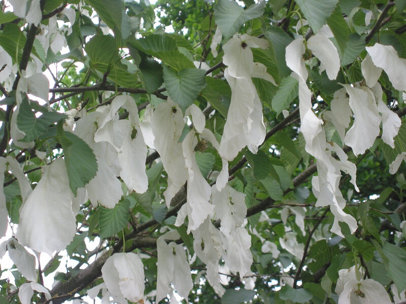 Davidia involucrata arbre à mouchoirs'