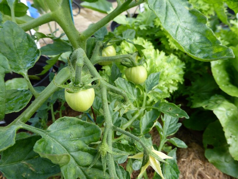 11-tomates (10)