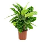 Paysagiste-Biarritz-Paysagiste-Bayonne-Paysagiste-Pays-Basque-Paysagiste-Landes-Calathea-plante-dépolluante