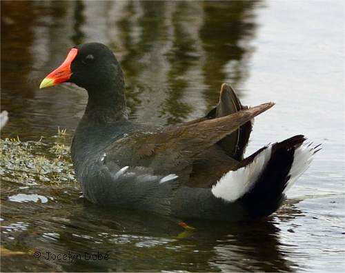 gallinule-2