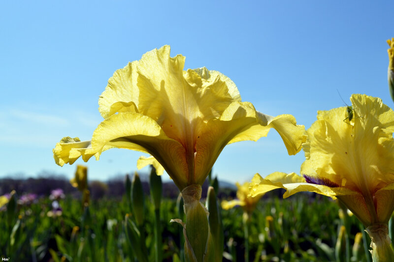 190501_iris_val_drome_6
