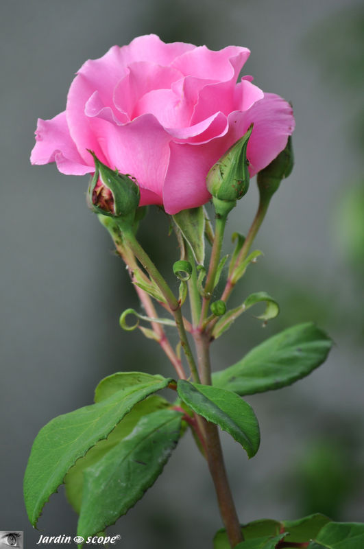 Rosa x Thé moderne 'The Mac Cartney Rose'