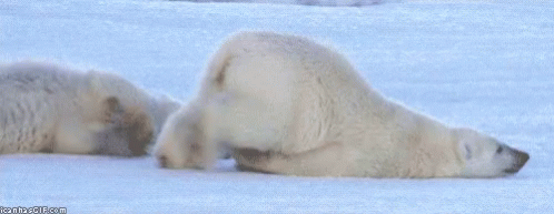 dragging-polar-bear