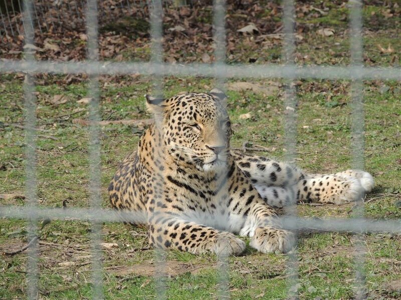 Panthère léopard de Perse