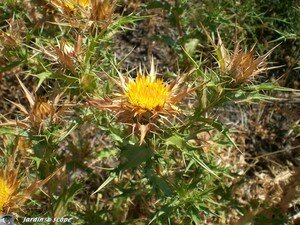 Carlina_vulgaris