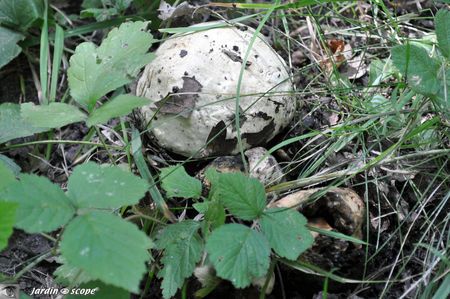 Boletus_satanas