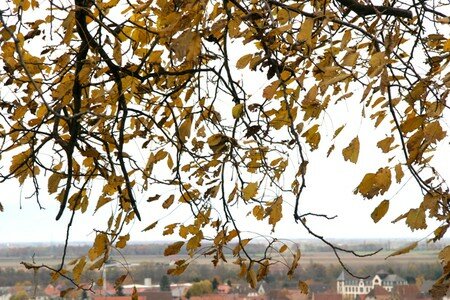 feuilles_d_automne_sur_Rouf