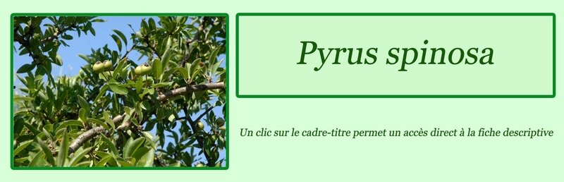 Pyrus spinosa
