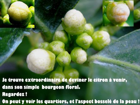 Citron__la_fleur_et_le_fruit