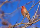 Roselin familier male