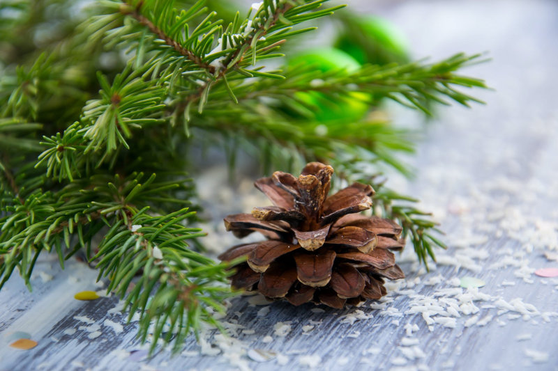 sapin_4