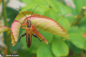 Oedemera_podagrariae