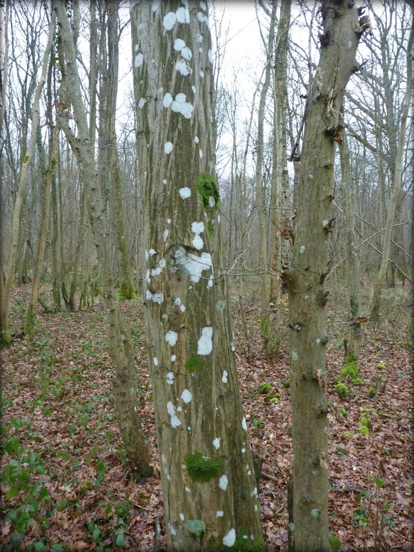 11 arbre dalmatien en négatif