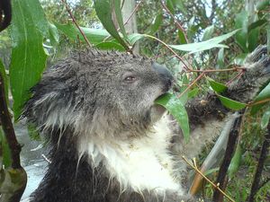 KOALA DE VICTORIA