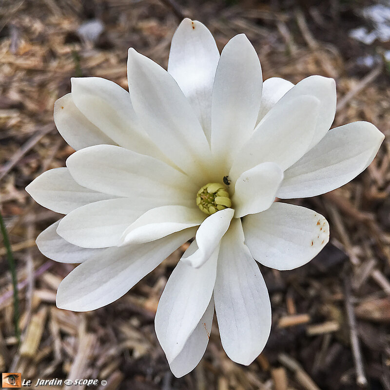 Magnolia