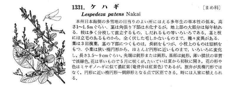 Ke-Hagi Lespedeza Makino_0001
