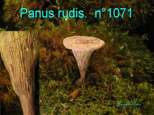 Panus rudis