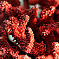 Le <b>corail</b> rouge de Méditerranée