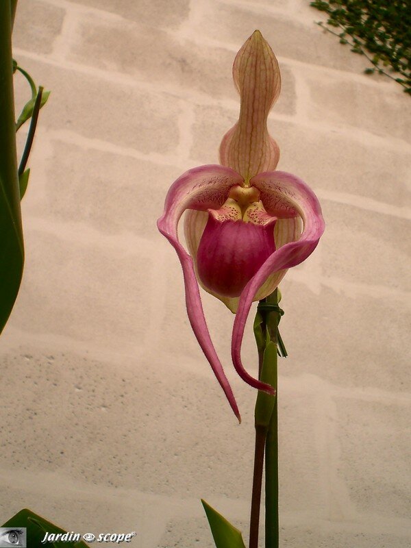 Expo d'Orchidées 2008 - Serre aux papillons du Parc Floral d'Orléans