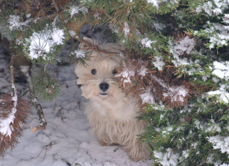 westie neigz