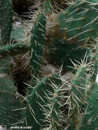 CIMG1459_opuntia