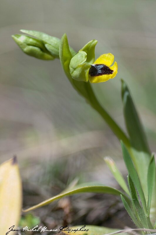 2015_04_Ophrys lutea_01